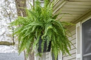 The best potting mix for ferns – Fern Gardening