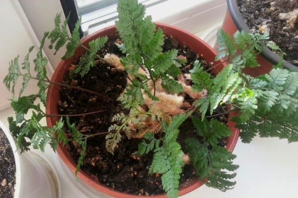 Rabbits Foot Fern Complete Care Guide Fern Gardening