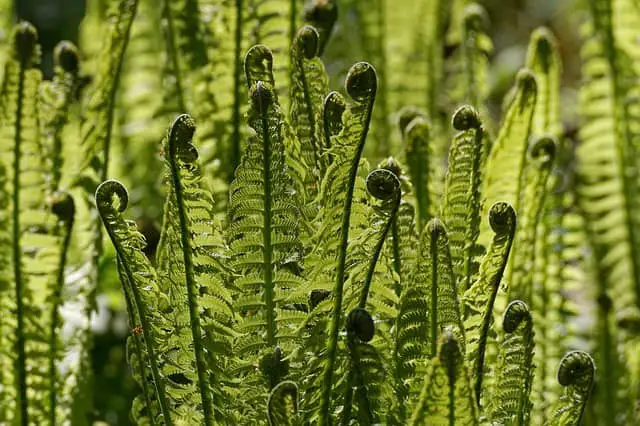 How Fast Do Ferns Grow? 
