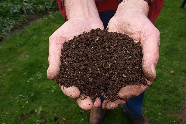 kaptajn indrømme løn The best potting mix for ferns – Fern Gardening