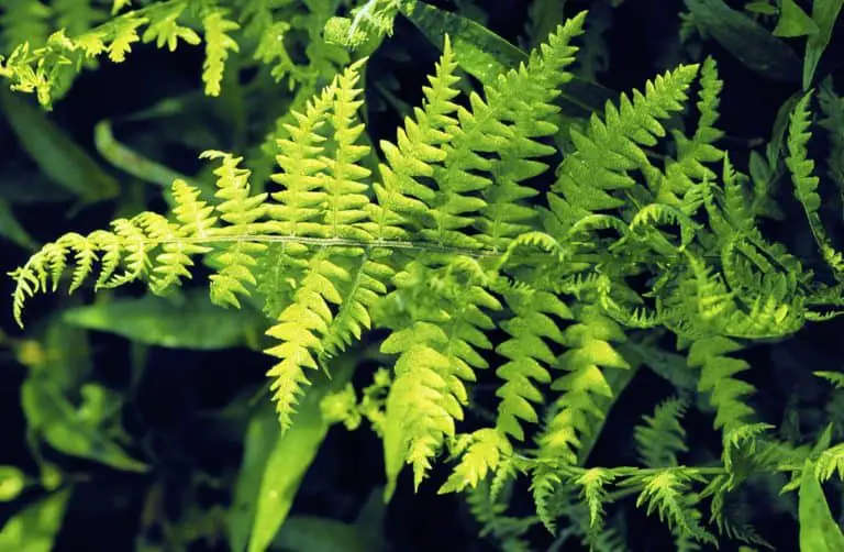 The most hardy ferns Fern Gardening