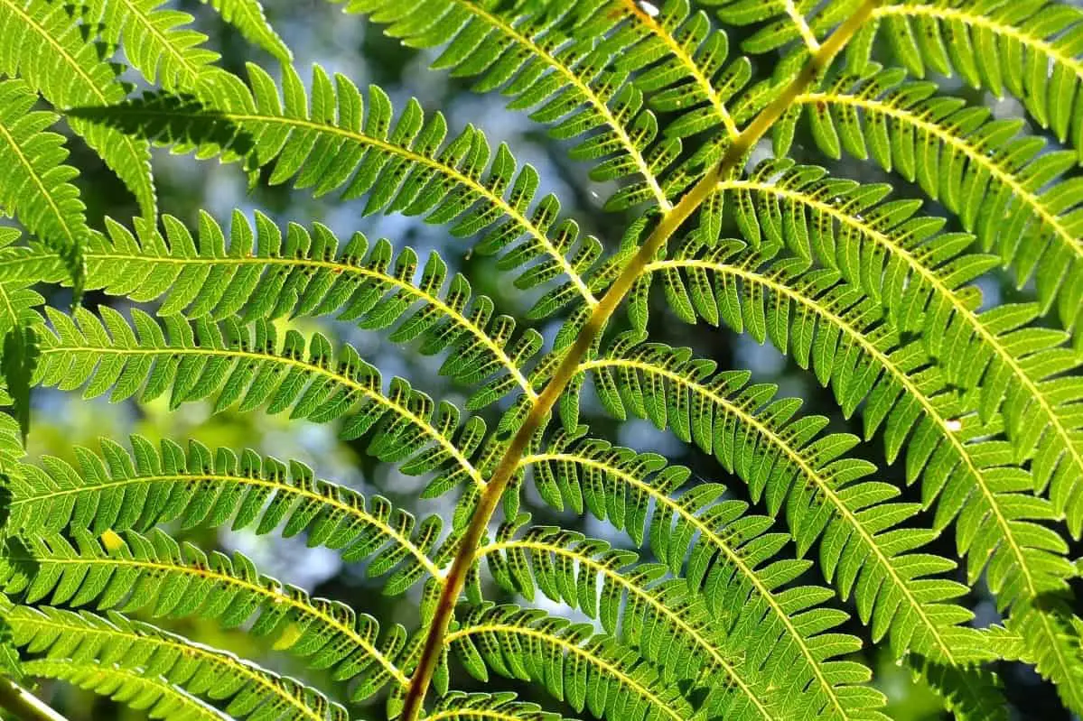 Tree ferns buyers guide best deals and risks to avoid Fern Gardening