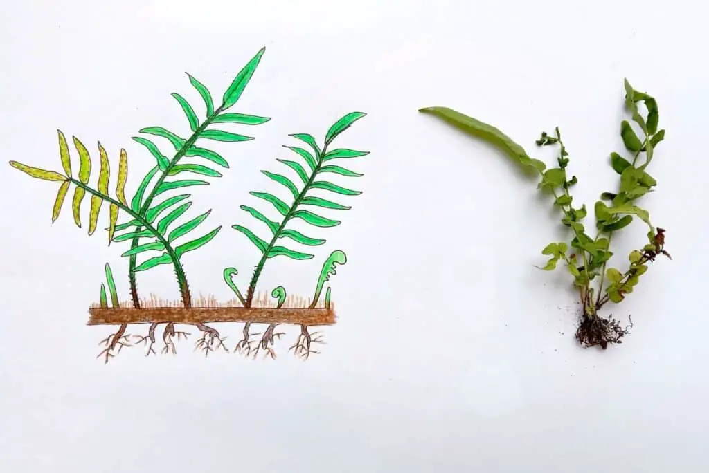 Can ferns be grown from cuttings?