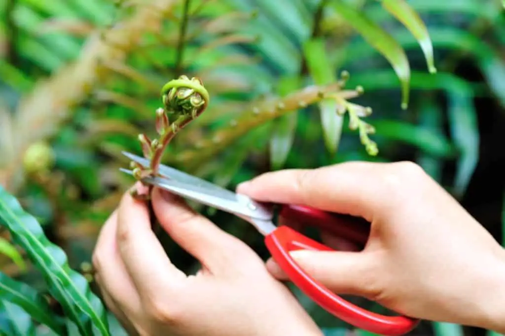 can-ferns-be-grown-from-cuttings-fern-gardening