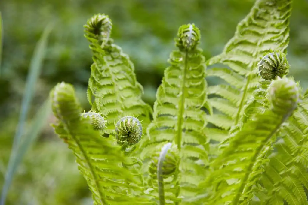 Where do ferns grow best? – Fern Gardening
