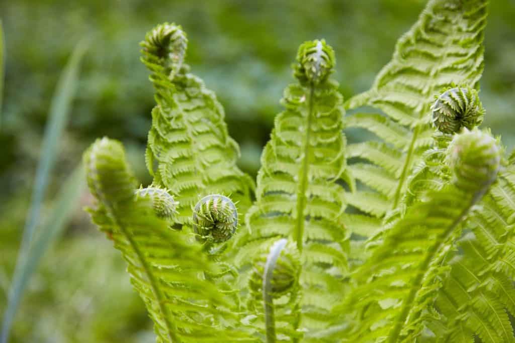 Where do ferns grow best? Fern Gardening