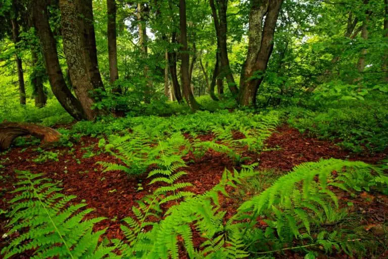 Where do ferns grow best? Fern Gardening