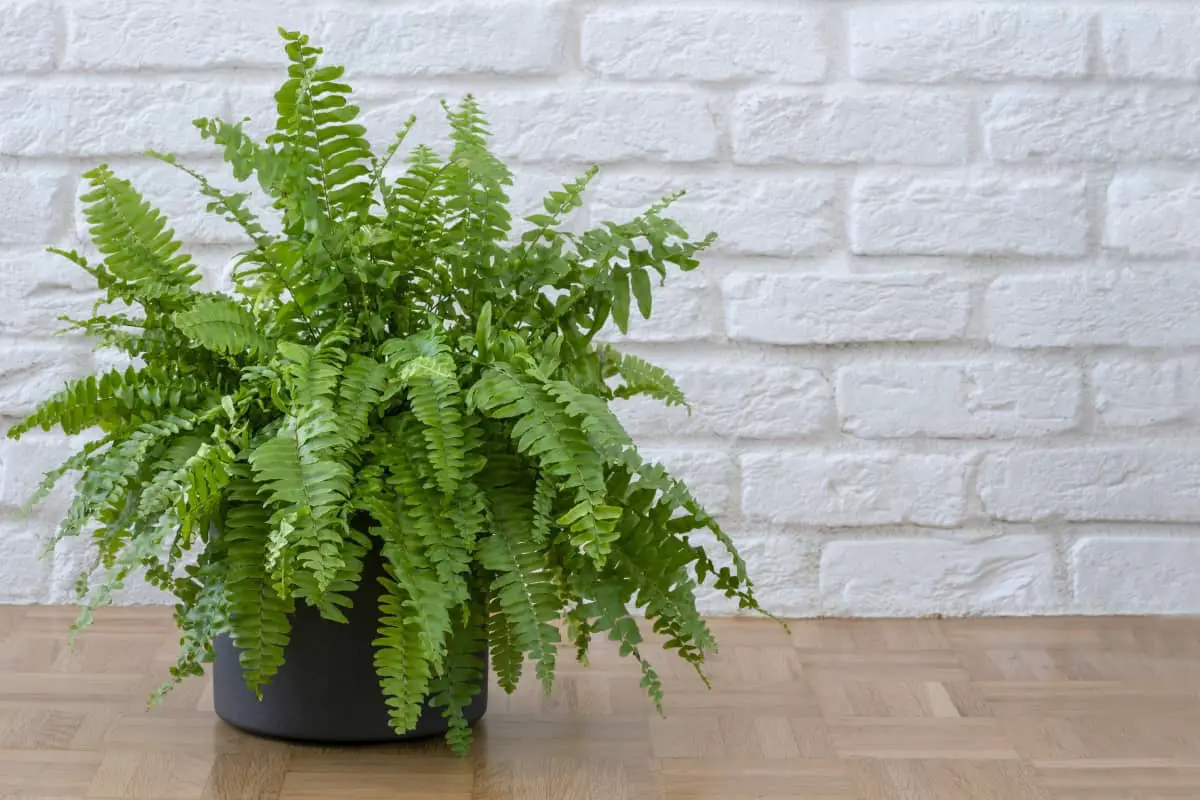 Do ferns grow back if you cut them? – Fern Gardening