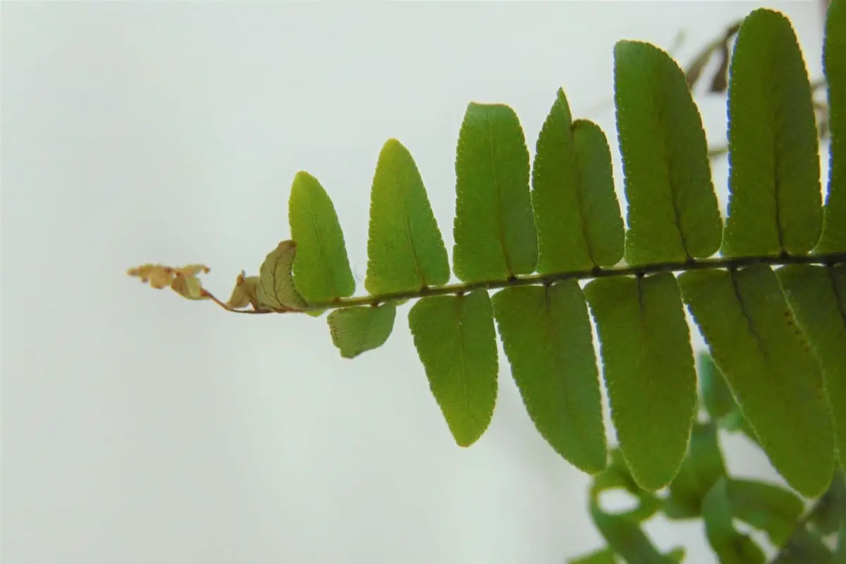 Why has my fern gone brown? Fern Gardening