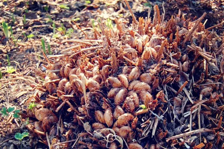 Do ferns grow back if you cut them? Fern Gardening