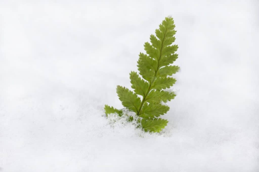 Best evergreen ferns (for house and garden) Fern Gardening