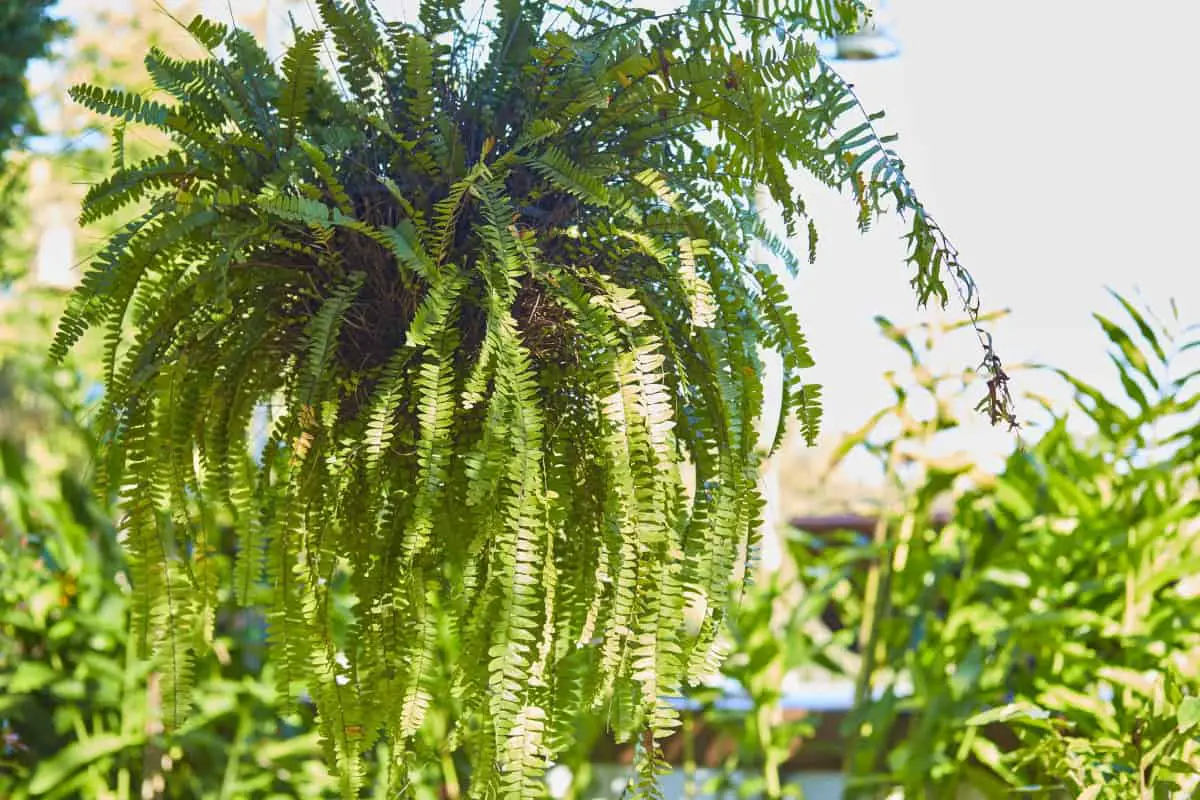 Best ferns for hanging baskets or pots – Fern Gardening