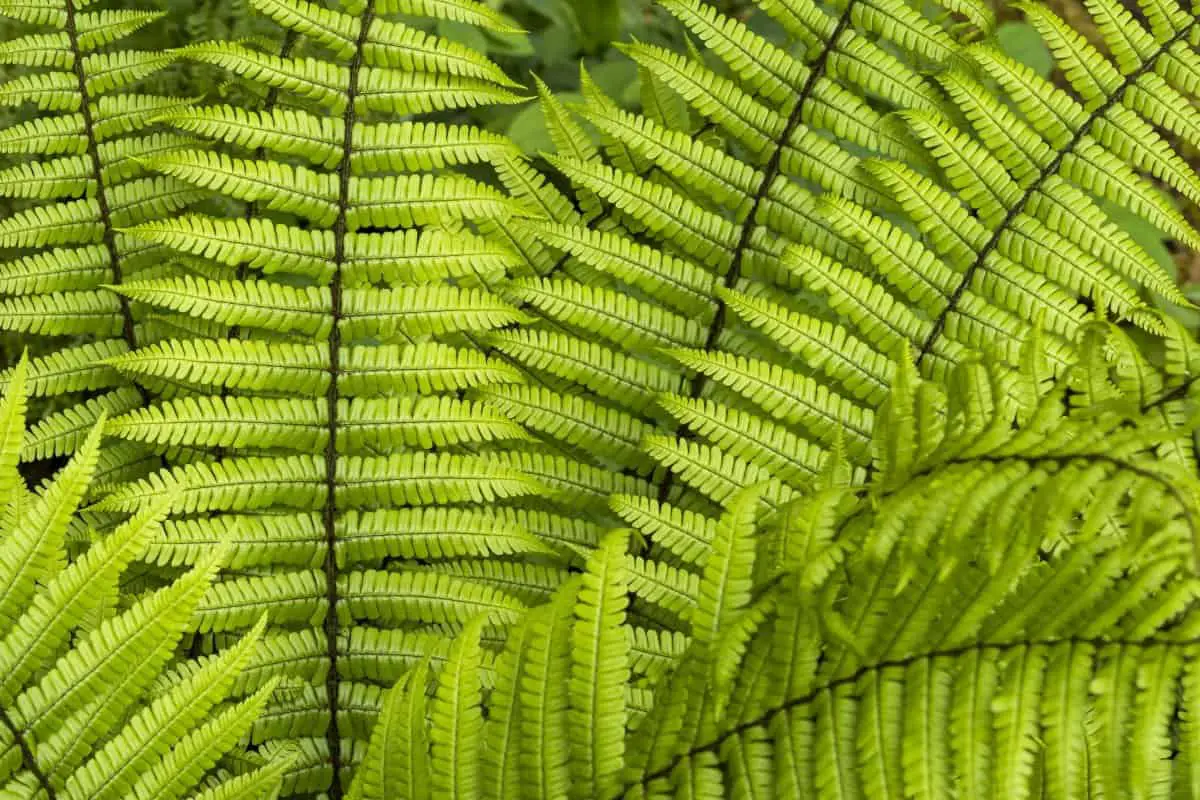 Which ferns grow best in full shade? Fern Gardening