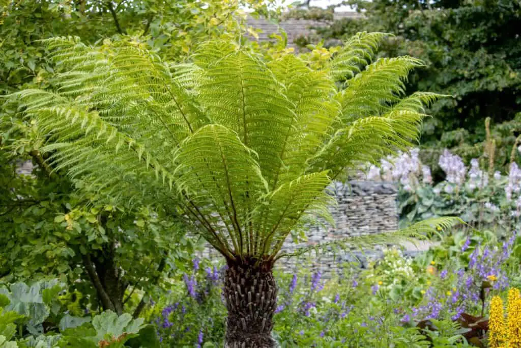 Soft tree fern (Dicksonia antarctica) complete care guide Fern Gardening