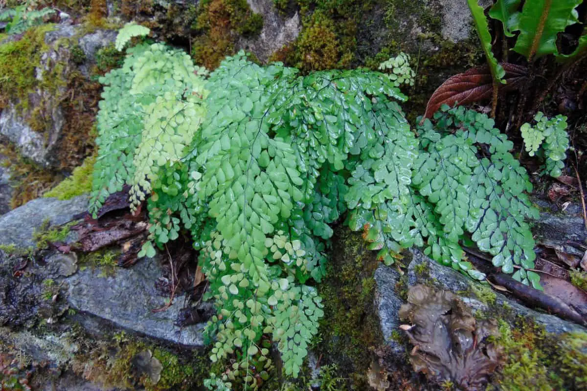 Using ferns for ground cover Fern Gardening