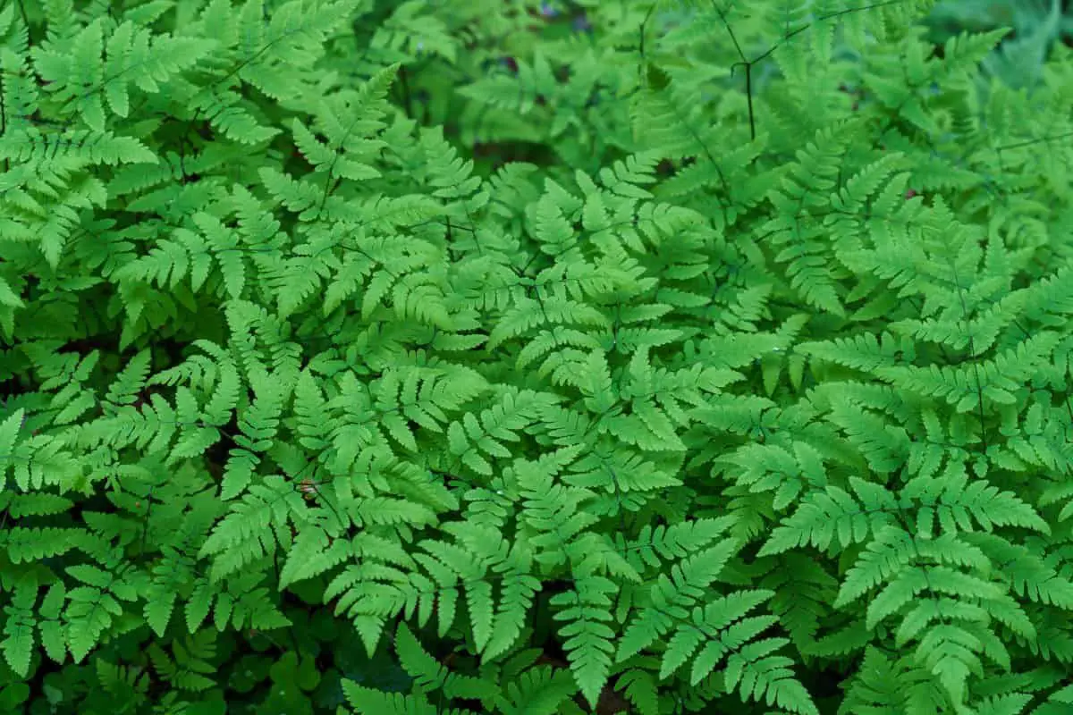 List of ferns – Fern Gardening