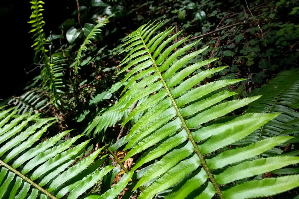 best ferns for clay soils Fern Gardening